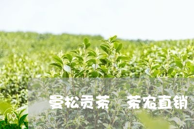 曼松贡茶 茶农直销/2023031861584